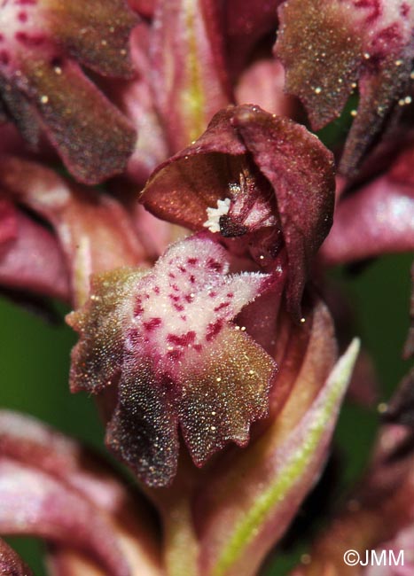 Orchis coriophora