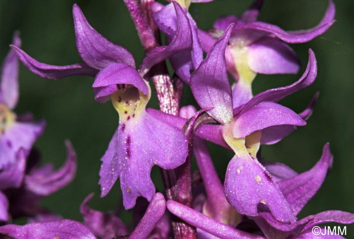 Orchis ovalis