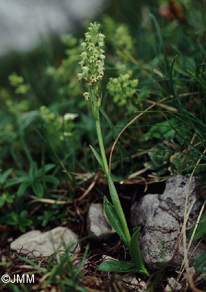 Pseudorchis albida var. tricuspis