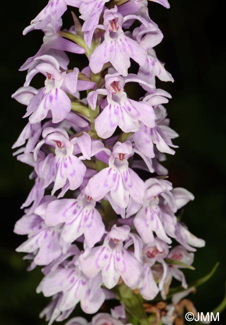 Dactylorhiza maculata