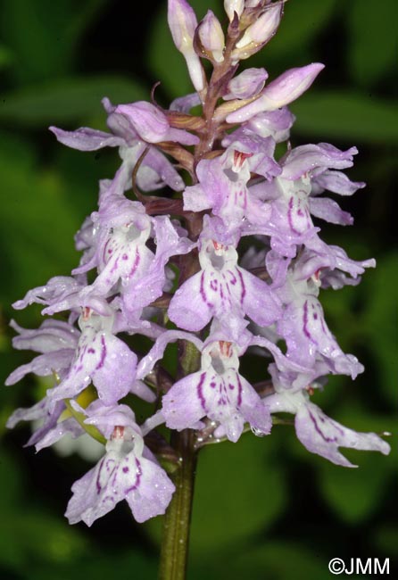 Dactylorhiza maculata