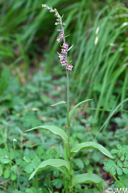 Epipactis atrorubens