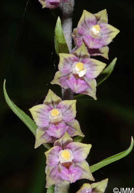 Epipactis atrorubens