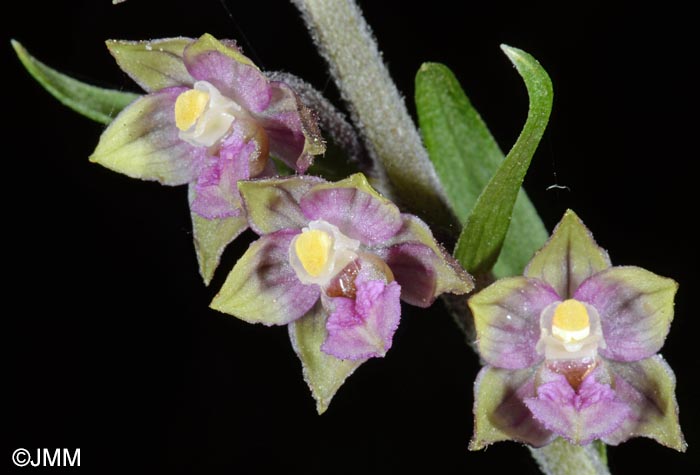 Epipactis atrorubens