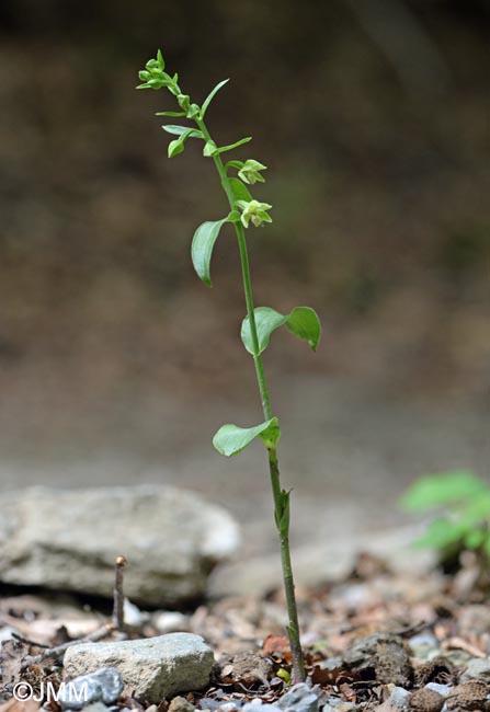 Epipactis leptochila