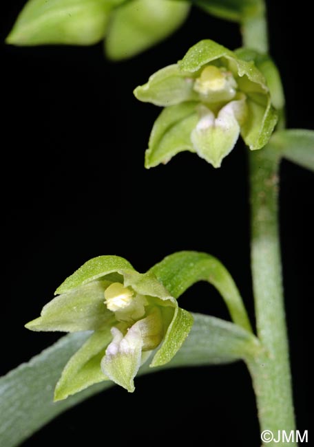 Epipactis leptochila