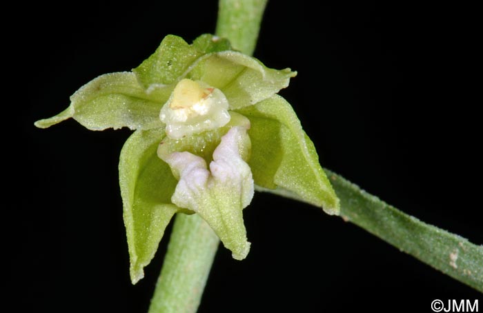 Epipactis leptochila