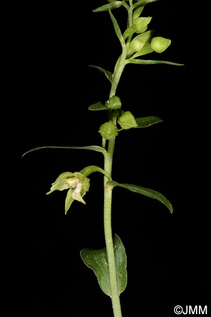 Epipactis leptochila