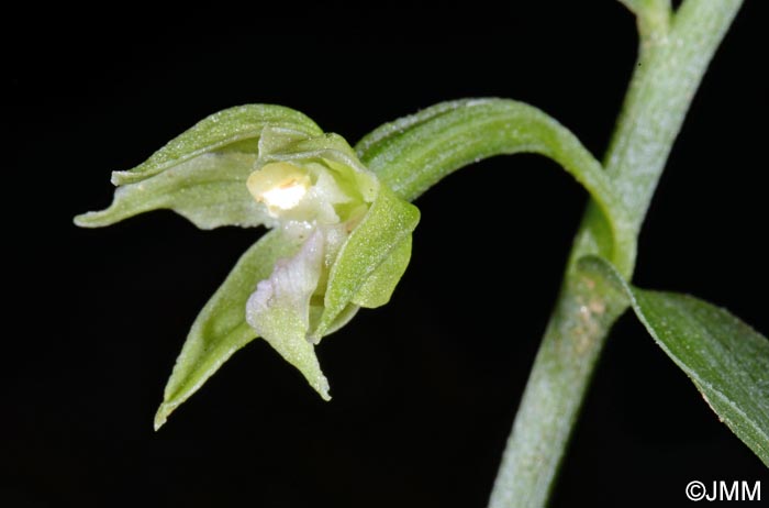 Epipactis leptochila