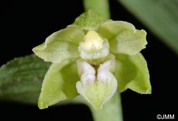 Epipactis leptochila