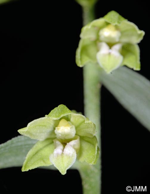 Epipactis leptochila