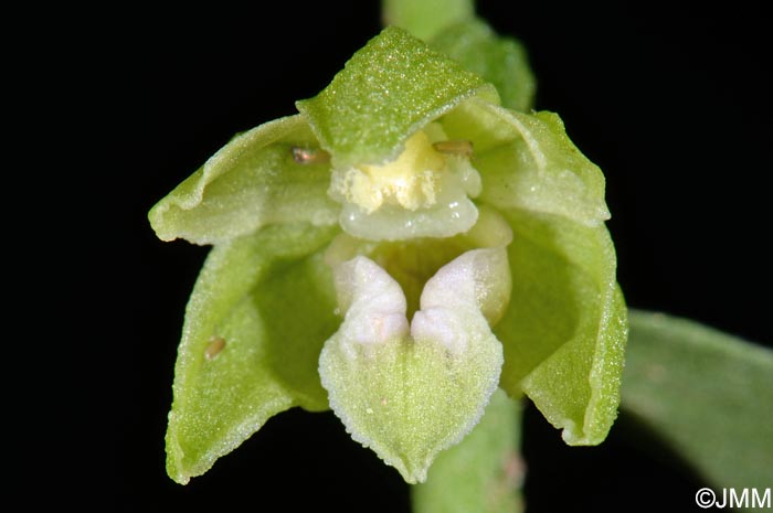 Epipactis leptochila