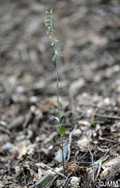 Epipactis microphylla