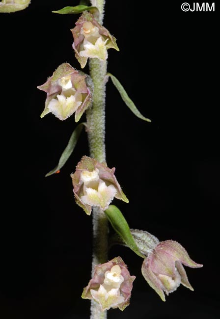 Epipactis microphylla