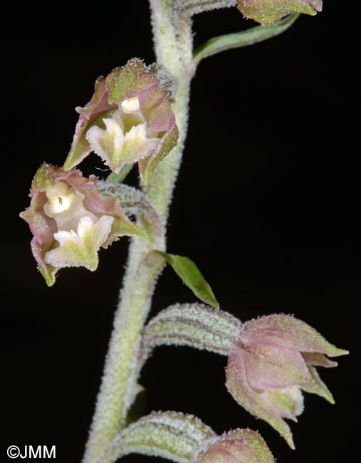 Epipactis microphylla