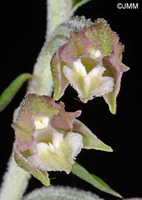 Epipactis microphylla