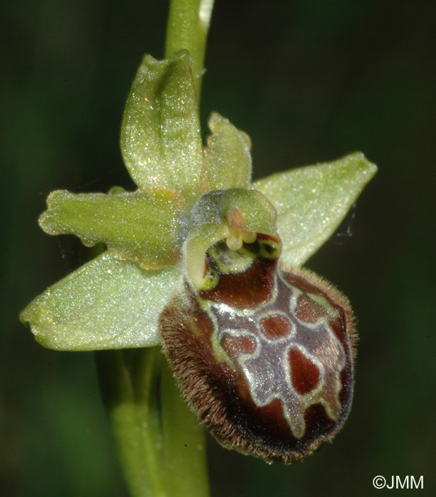 Ophrys argentaria 