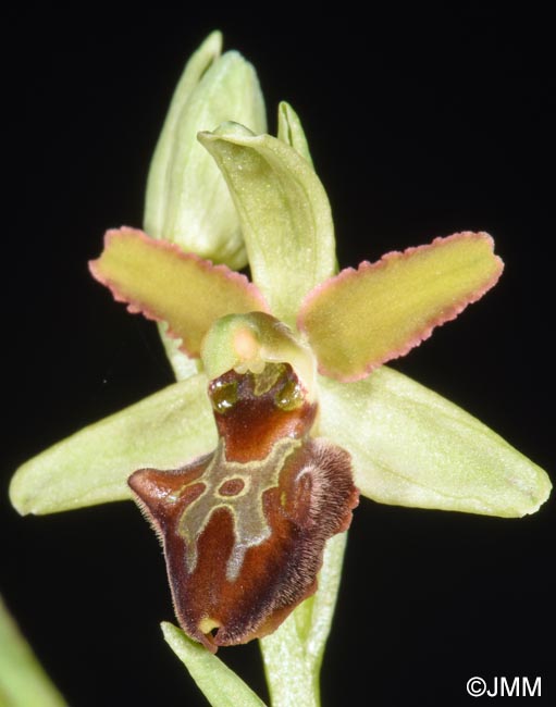 Ophrys classica