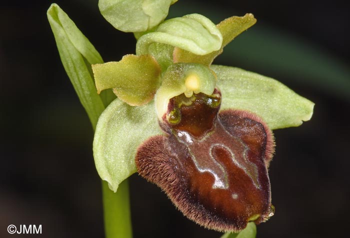 Ophrys classica