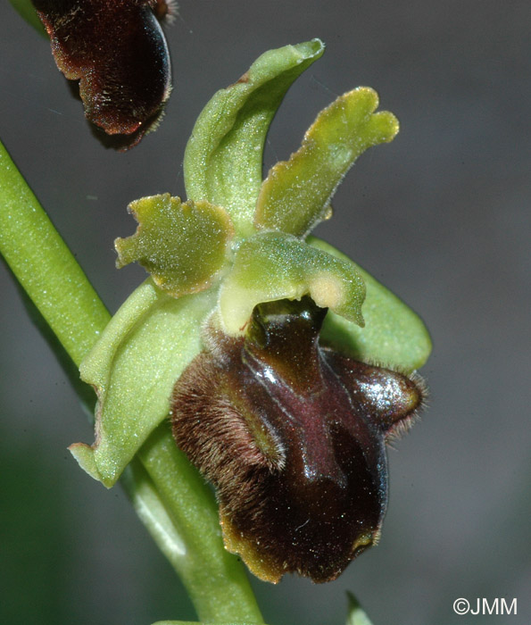Ophrys classica 
