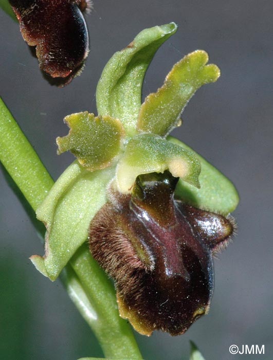 Ophrys classica 