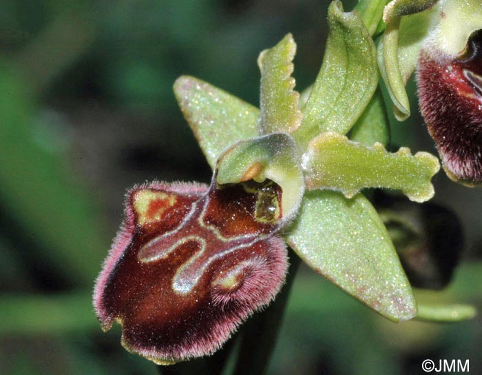 Ophrys classica