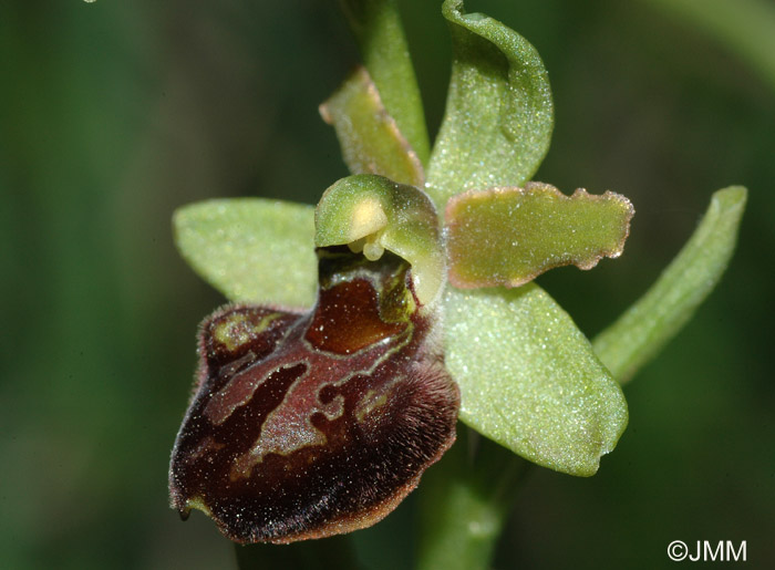 Ophrys classica