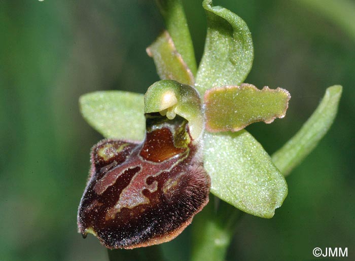 Ophrys classica