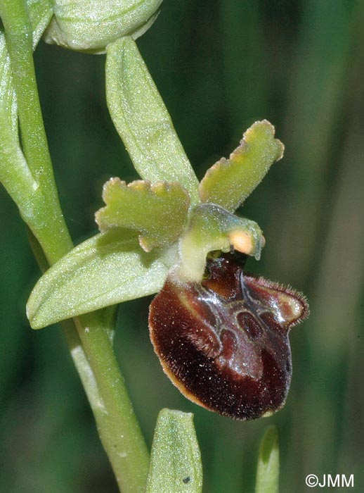 Ophrys classica