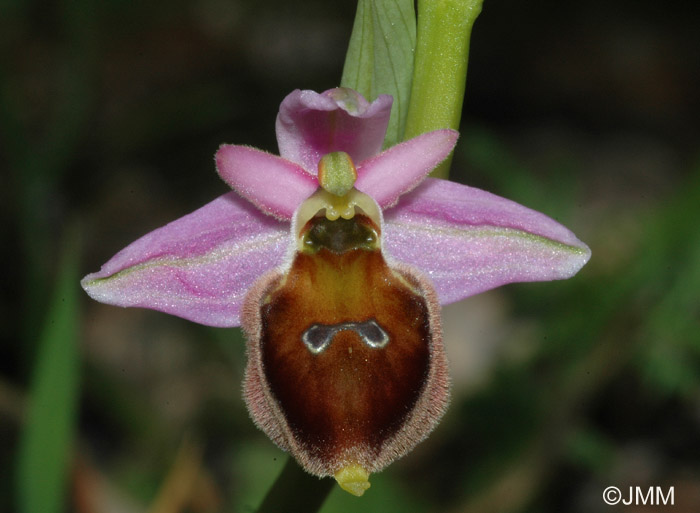 Ophrys crabronifera