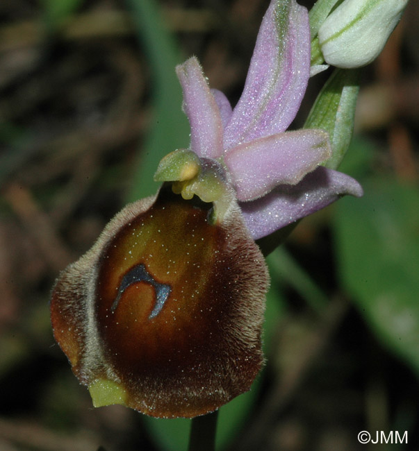 Ophrys crabronifera