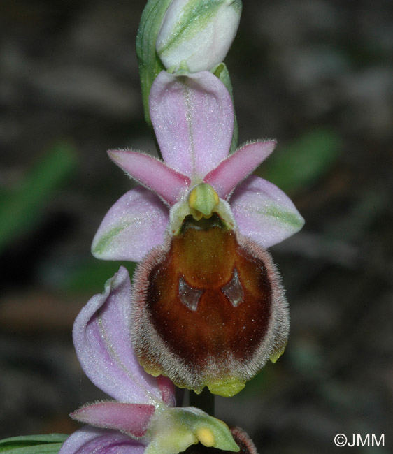 Ophrys crabronifera