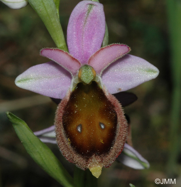 Ophrys crabronifera