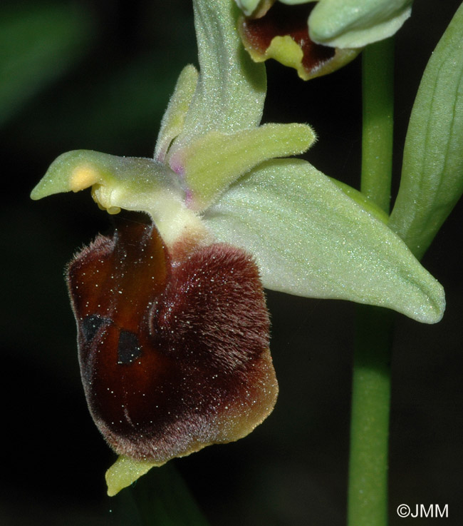 Ophrys crabronifera