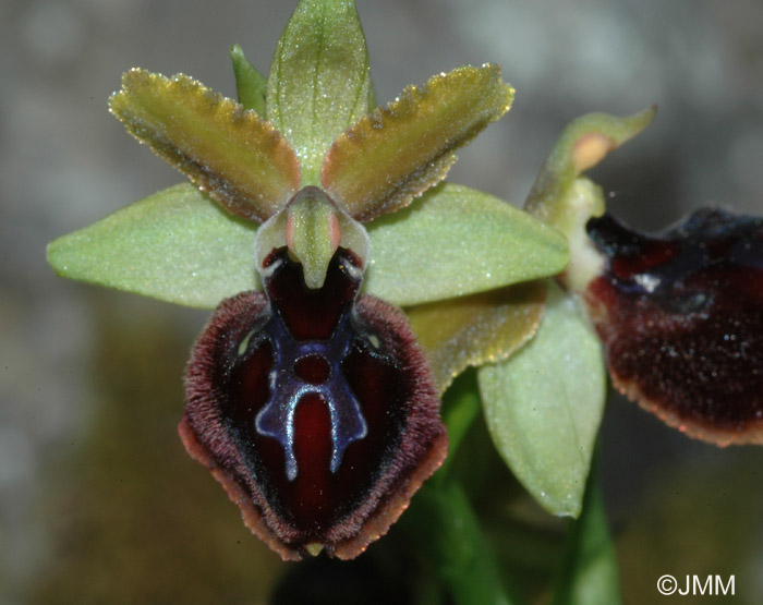 Ophrys garganica