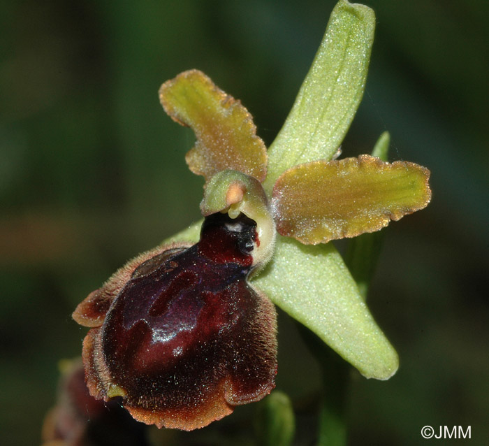 Ophrys garganica