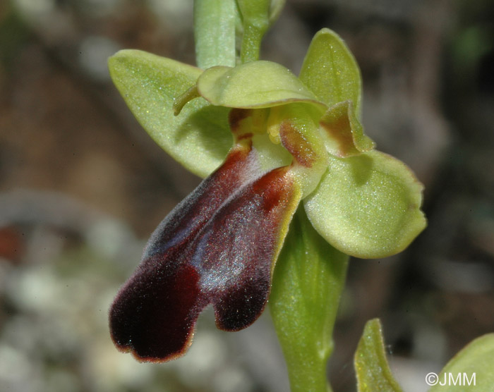 Ophrys hespera