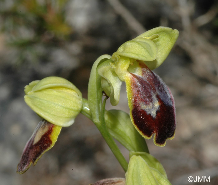 Ophrys lucifera