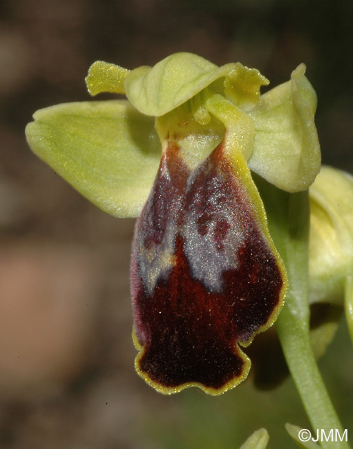 Ophrys lucifera