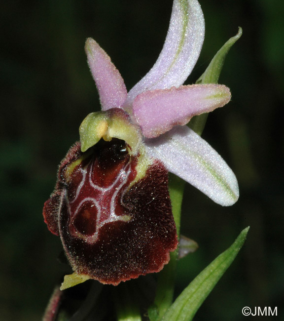 Ophrys montis-leonis