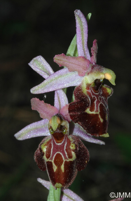 Ophrys montis-leonis