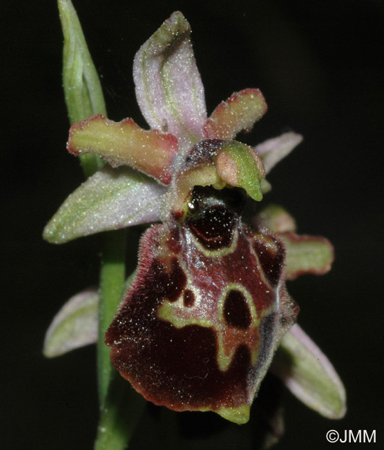 Ophrys montis-leonis