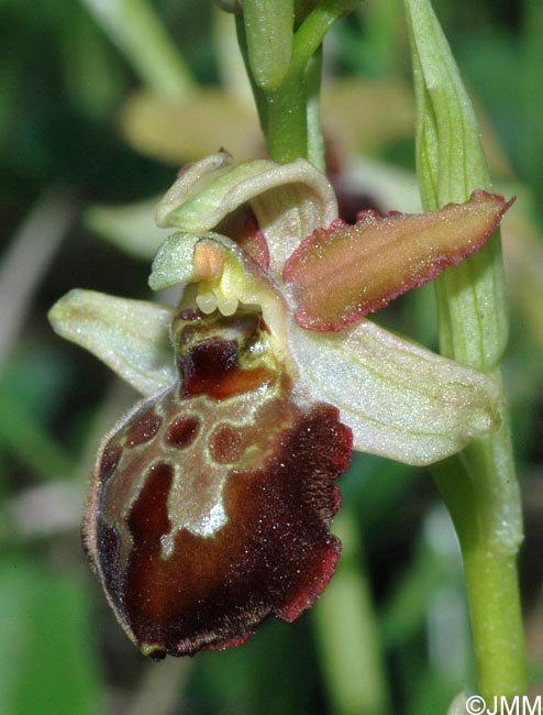 Ophrys tarquinia 