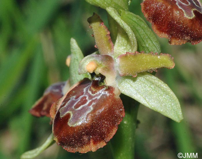 Ophrys tarquinia