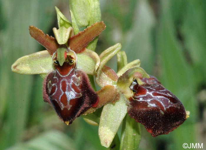 Ophrys tarquinia