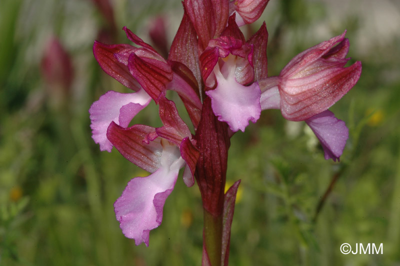 Orchis papilionacea var. papilionacea f. rubra
