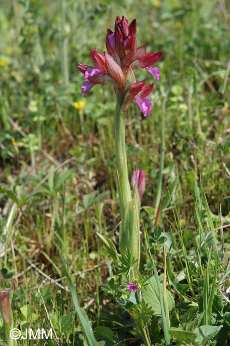 Orchis papilionacea var. papilionacea f. rubra