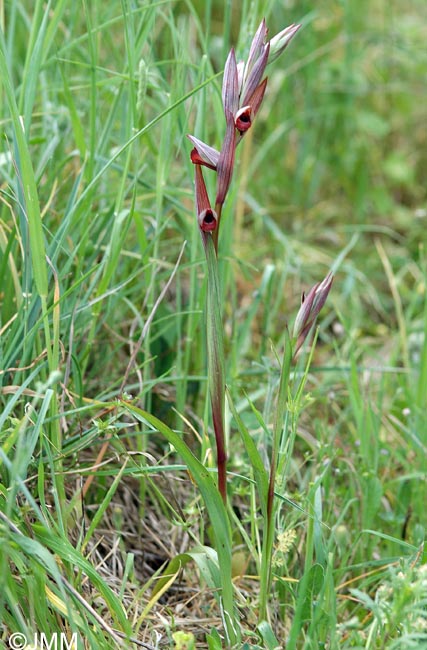 Serapias longipetala