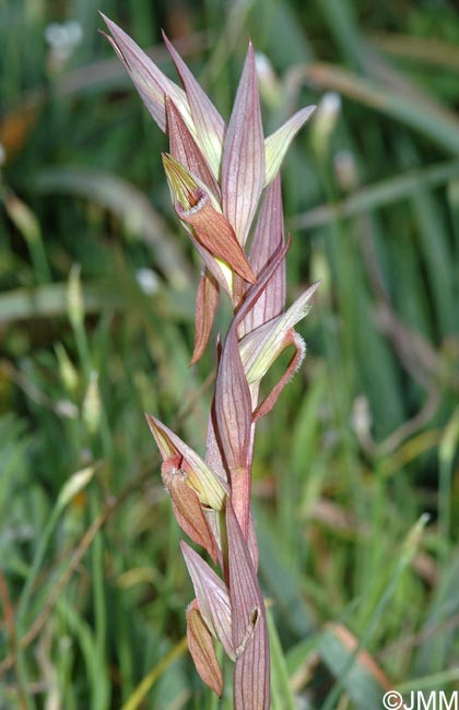 Serapias longipetala