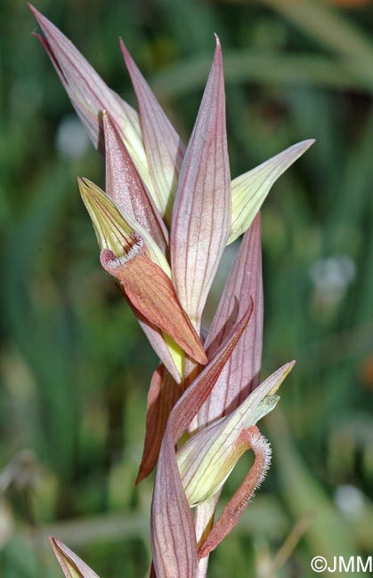 Serapias longipetala